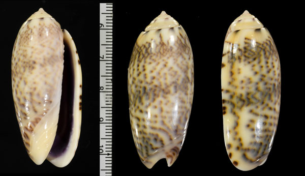 ルグブリスカネコマクラ (仮称) Oliva caerulea lugubris small
