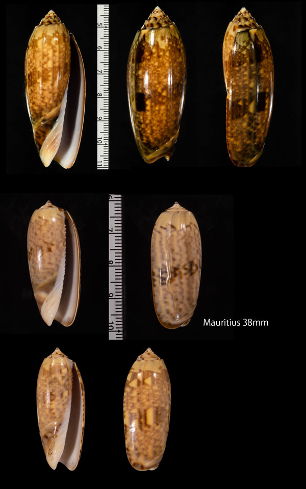 シリタカマクラ Oliva tremulina small