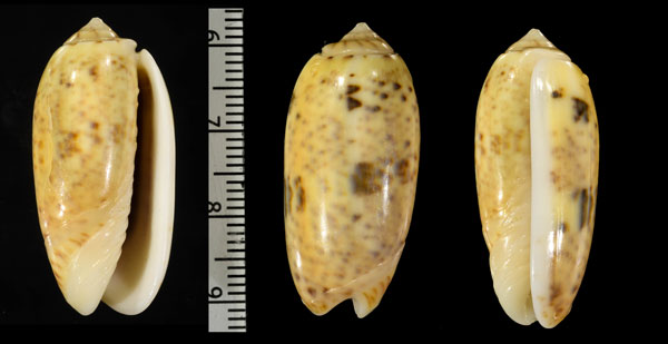 オビシメカネコマクラ Oliva emeliodina small