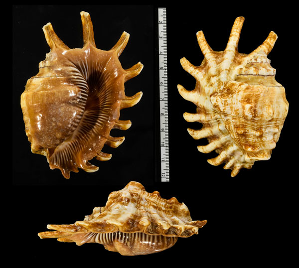 ムカデソデ Lambis millepeda small