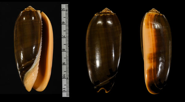 シャクジュドウマクラ Oliva miniacea marrati small