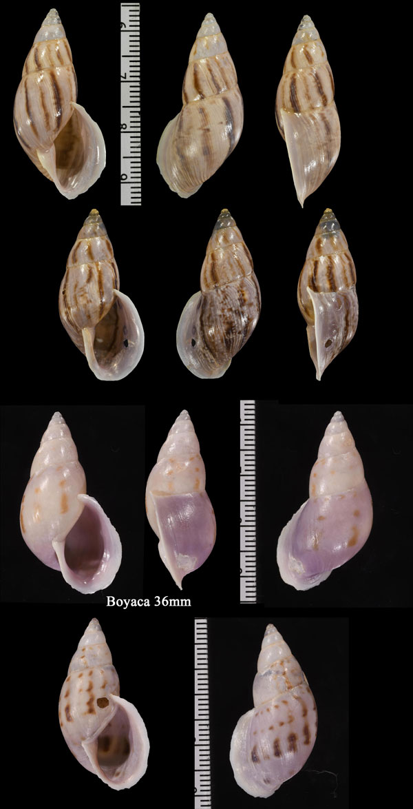 ムラサキヒロクチミカンマイマイ (仮称) Drymaeus violaceus small