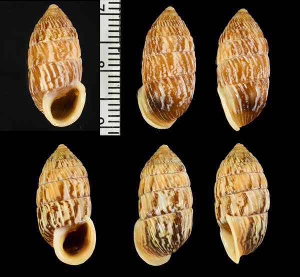 チョボグチオオタワラ (仮称) Cerion microstoma small