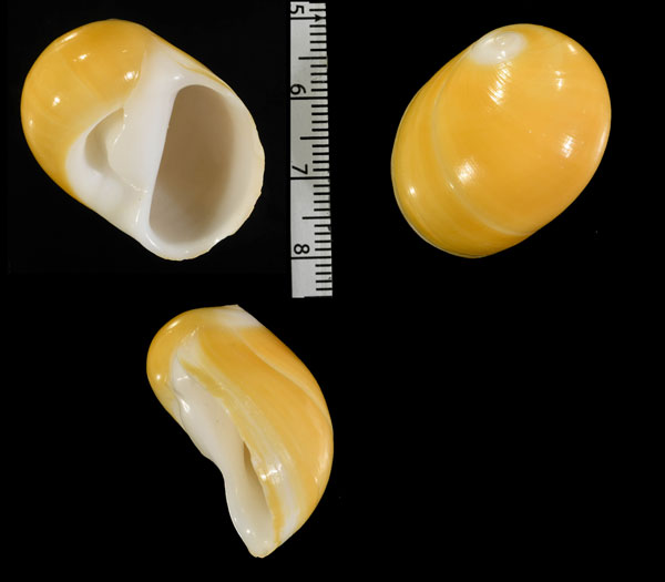 レモンタマツバキ Polinices citrinus small