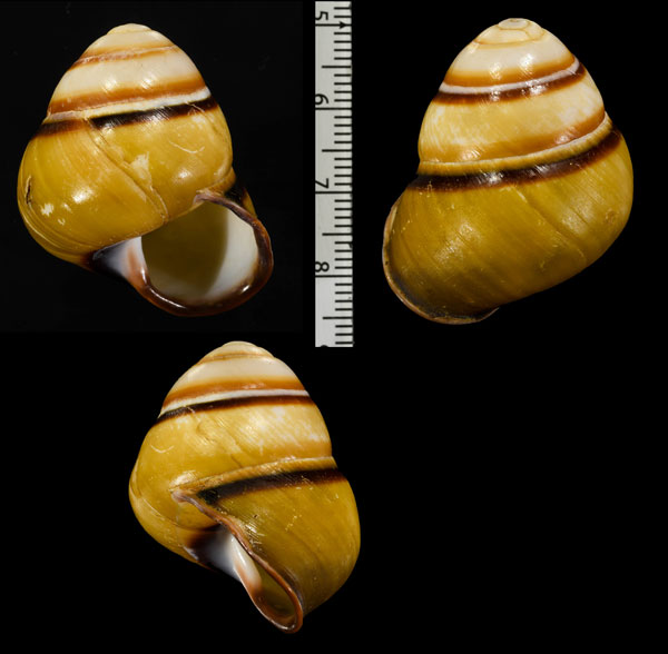 ヒメチャスジアオタニシマイマイ Helicostyla florida signa small