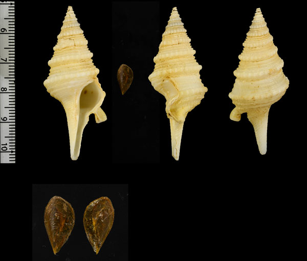 サイヅチクダマキ Pinguigemmula philippinensis small