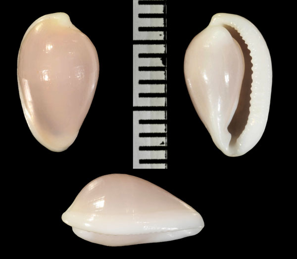 ホオベニコダマウサギ　(サクラコダマウサギ) Testudovolva ericae small