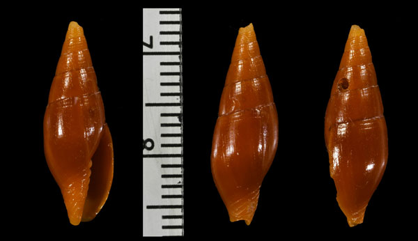 サルミエントフデ (仮称) Quasimitra sarmientoi small