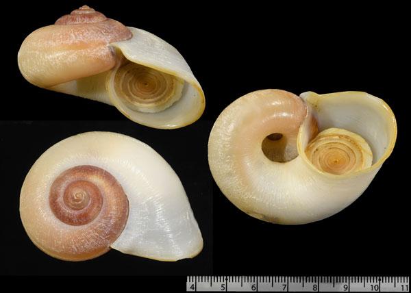 パナマヤマタニシ (仮称) Incidostoma confusum small