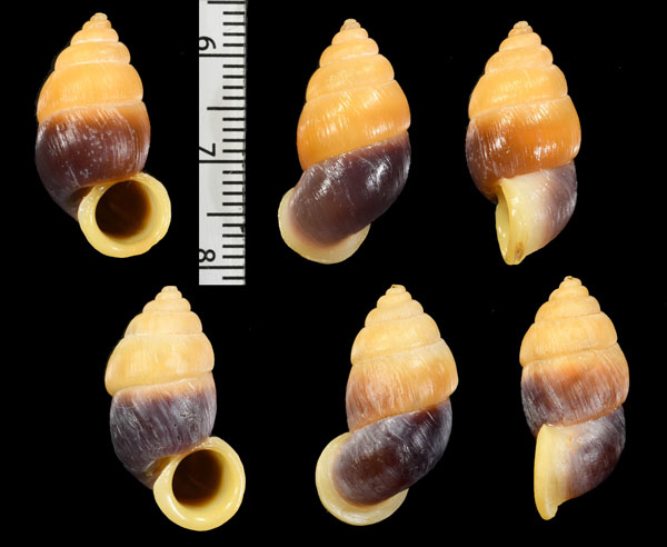 ハダカオオサナギ (仮称) Farcimen seminudum small