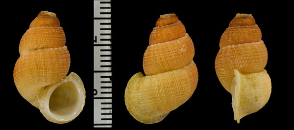 ゴアベンスクチヒレ (仮称) Incertipoma goavense small