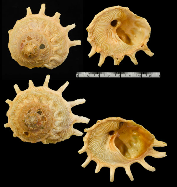 チリメンカジトリグルマ Stellaria solaris paucispinosa small