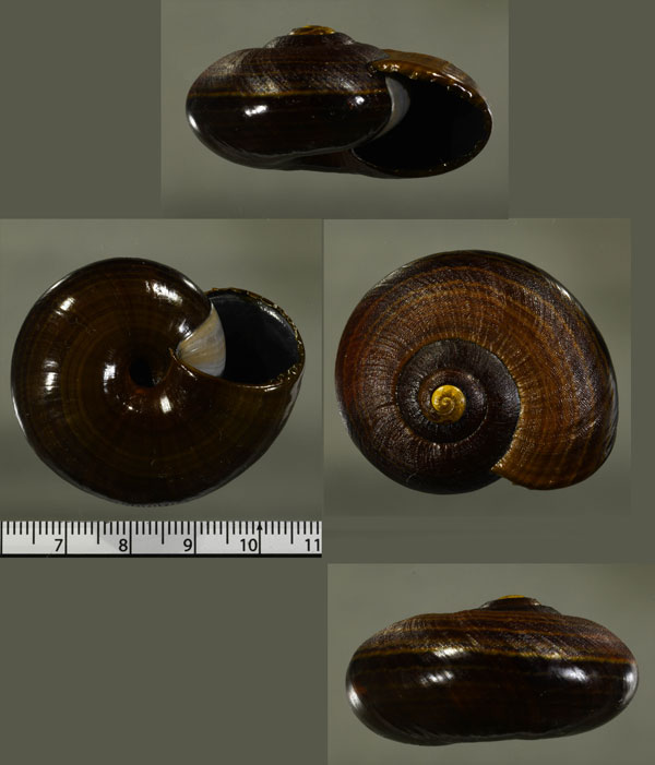 タラルアホソスジヌリツヤマイマイ (仮称) Powelliphanta traversi tarauaensis small