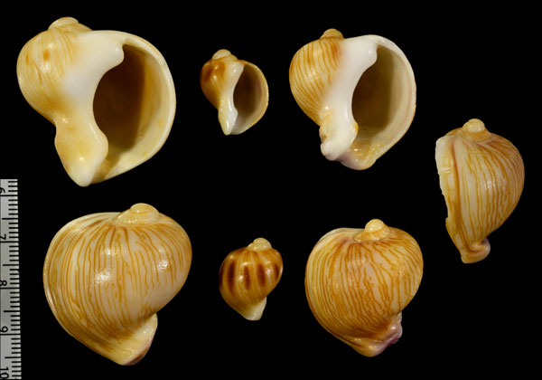 ソデマクラ Melapium lineatum small