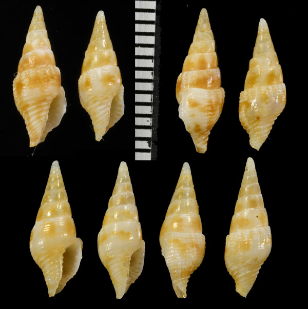 コンボウマツムシ Mitrella baculus small