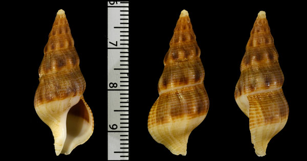 フィルマーツノマタ Latirus filmerae small