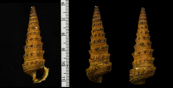 ツノダシヘナタリの一型 Tympanotonus fuscatus radula small