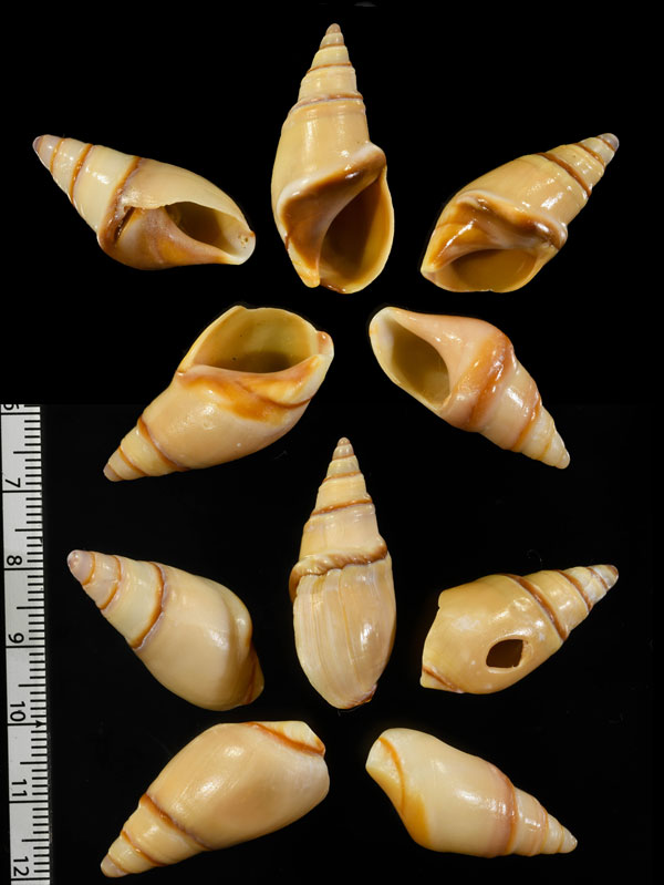 ホタルバイ Bullia callosa small