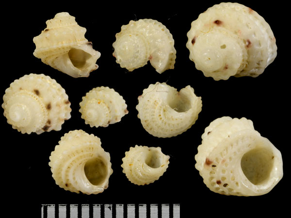 レーズンイリムシパンサンショウガイモドキ Vaceuchelus sp. small