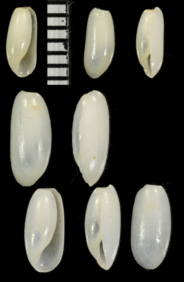 ソウヨウクダタマガイ Cylichna venustula small