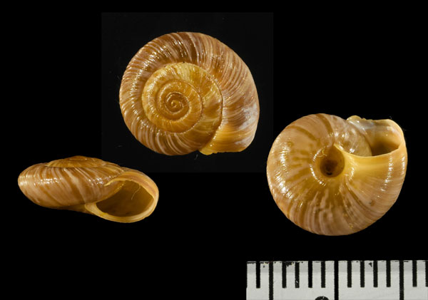 コバドンガヒラバマイマイ (仮称) Pyrenaearia cantabrica covadongae small