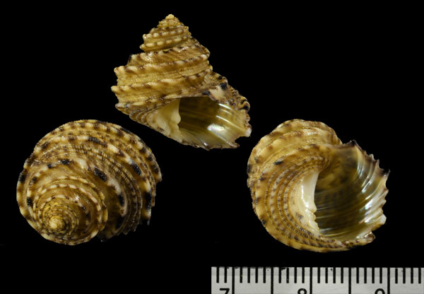 ワダチサンショウモドキ (仮称) Euchelus asper quadricarinatus small