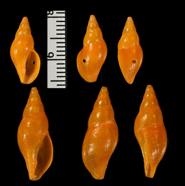 ナンアボサツ (仮称) Alcira elegans small