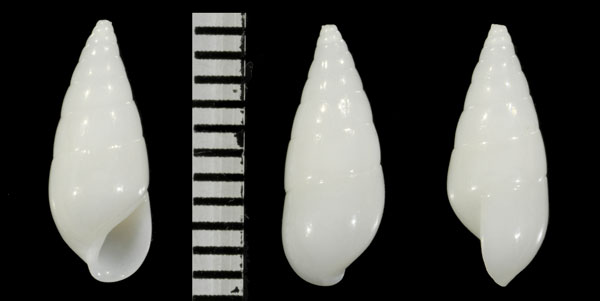 リュウキュウクリムシ Eulima luchuana small