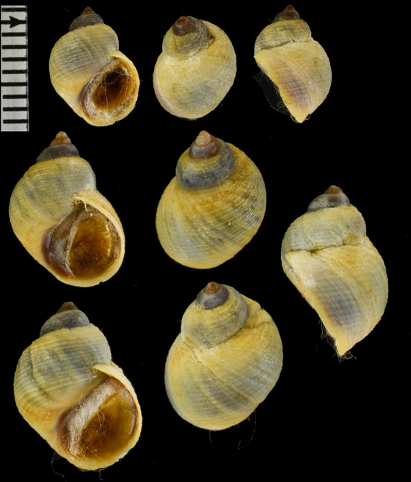 アフリカタマキビ 仮称 Afrolittorina africana small