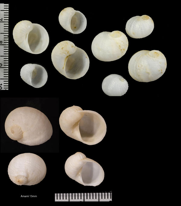 マルシロネズミ Vanikoro helicoidea small