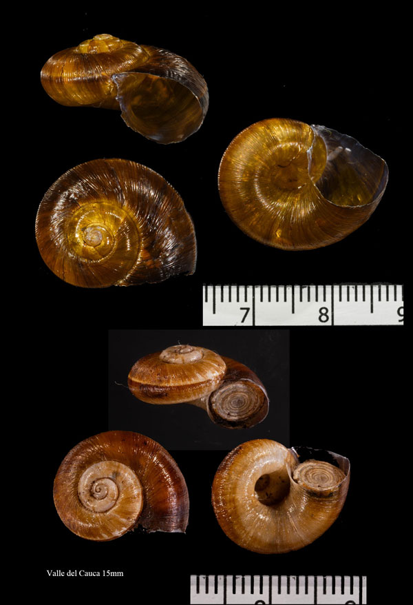 コロンビアのヤマタニシの仲間　未詳 Aperostoma sp. small