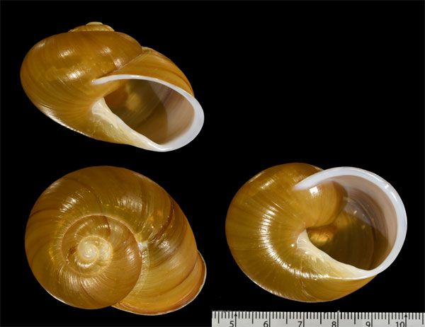 ツヤグアネアツクチマイマイ (仮称) Zachrysia guanensis castanea small