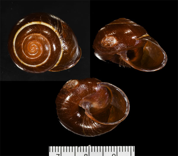 マガリマイマイ Sphaerospira oconnellensis small