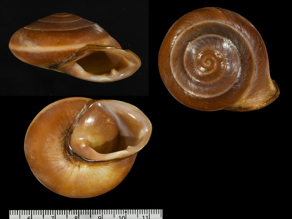 ベインブリッジココアマイマイ Pleurodonte bainbridgei small