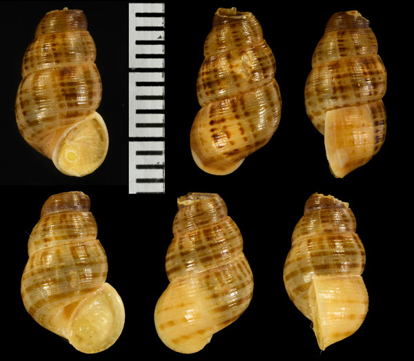サグラホンクチヒレ (仮称) Chondropoma pictum sagra small