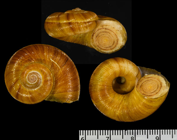 ダンカーヤマタニシ (仮称) Aperostoma dunkeri small