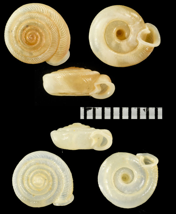 ボルボックスナナエマイマイ (仮称) Polygyra septemvolva volvoxis small