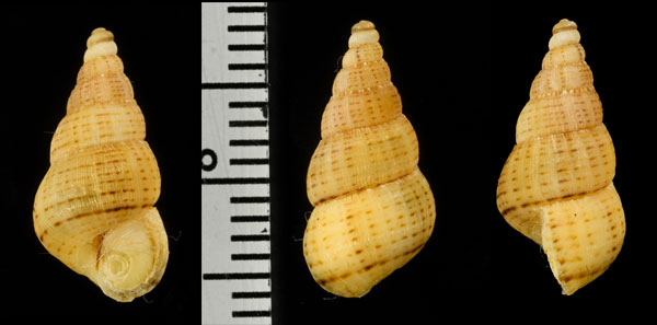 ヘンダーソンハイチクチヒレ (仮称) Chondropoma hendersoni small