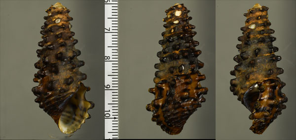 バイロンカワニナ Pachymelania byronensis small