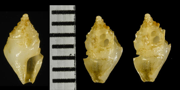 コソビエツノクダマキ (仮称) Plagiostropha longirhombus small