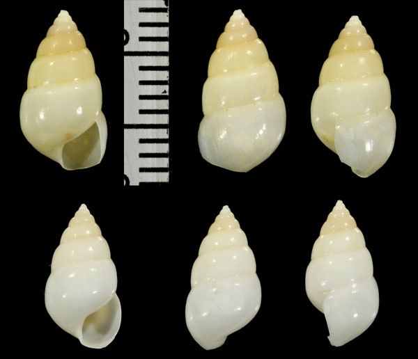 ヤツデヒトデヤドリニナ Apicalia habei small