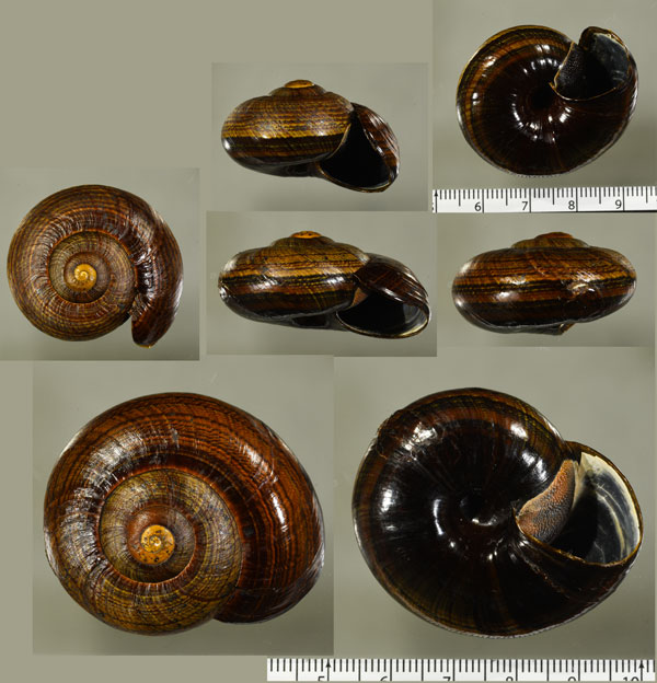 アントキアカシマヌリツヤマイマイ(仮称) Powelliphanta hochstetteri anatokiensis small
