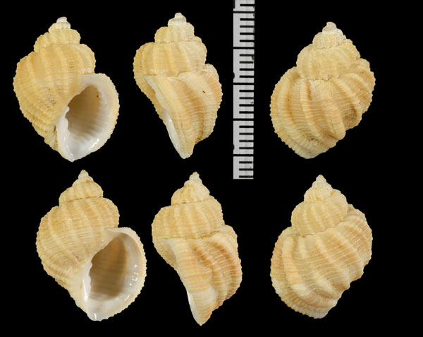インドアサゴロモ (仮称) Nipponaphera quasilla small