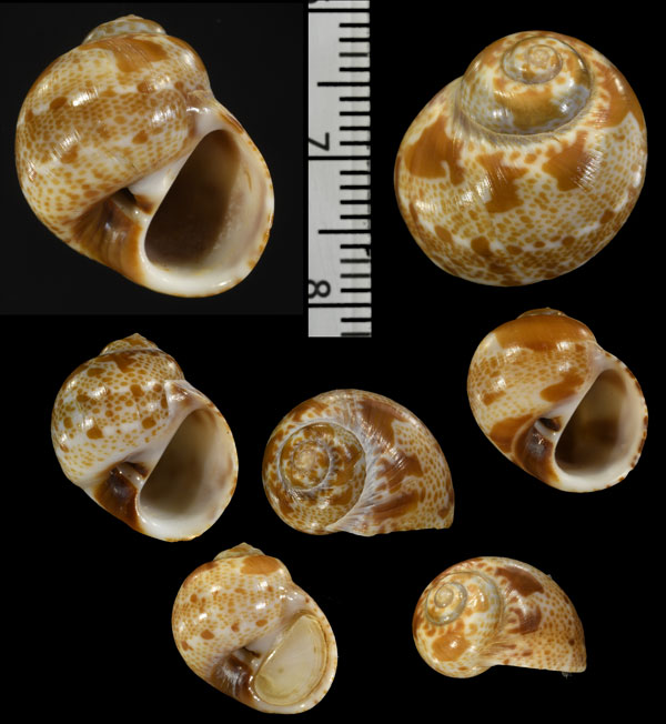 アラビアミソラダマ Natica cincta small