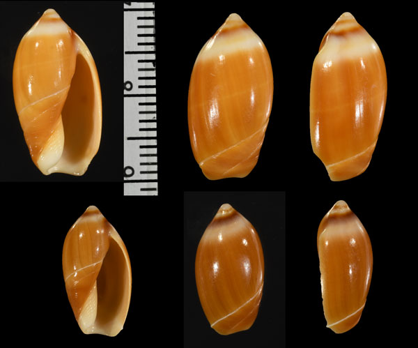 シナモンリュウグウボタル Ancilla cinnamomea small