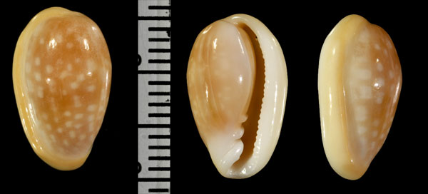 アラビアハツユキトリノコ 未詳 Closia sp. small
