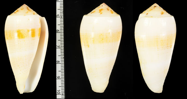 カリガネヤキイモ Conus magus carinatus small