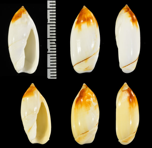 アラビアシロリュウグウボタル (仮称) Ancilla farsiana small