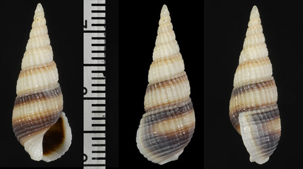 タテヒダホタルバイ (仮称) Bullia melanoides small