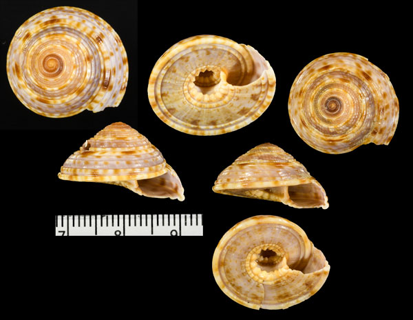 インドグルマ Architectonica arcana small
